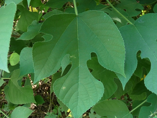 {Broussonetia papyrifera}